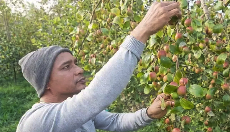 বরই চাষে মাগুরায় শিক্ষকের সফলতা