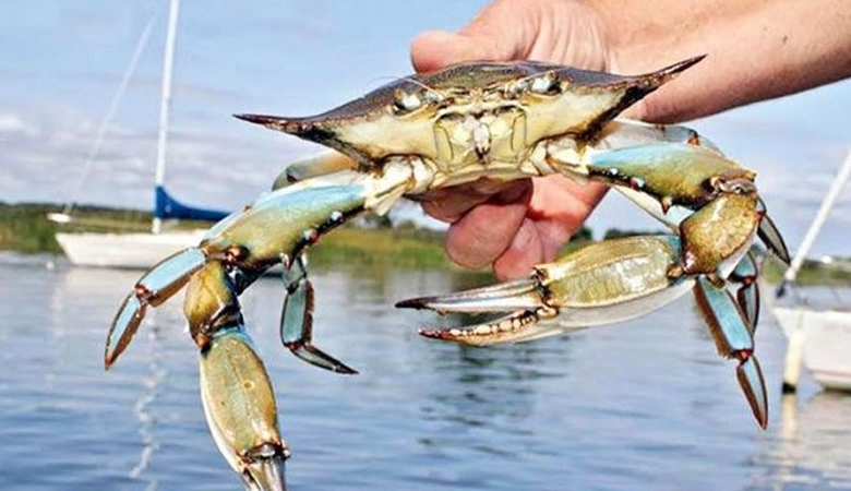 সুন্দরবনে কাঁকড়া আহরণে দুই মাসের নিষেধাজ্ঞা