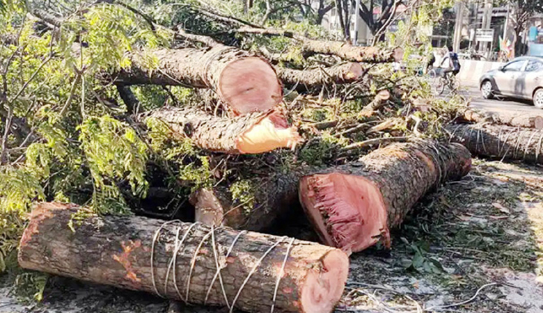গাছ কাটলে সর্বোচ্চ শাস্তি লাখ টাকা জরিমানা, অধ্যাদেশ জারি