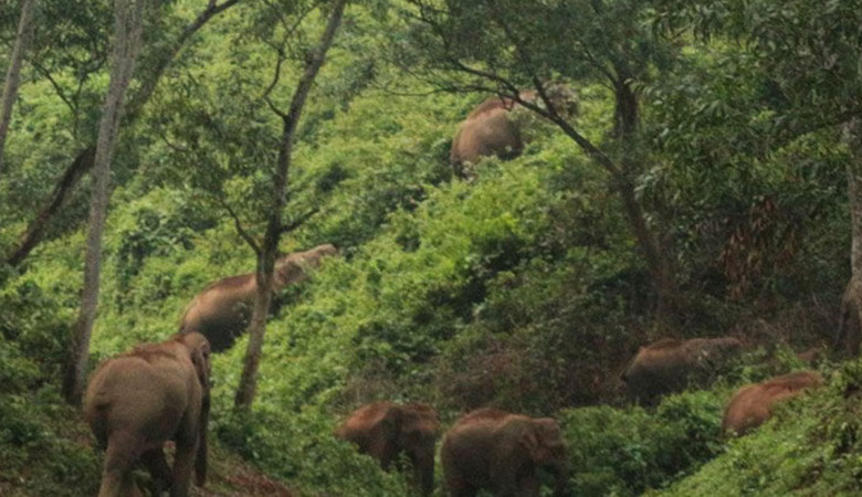 বন্যহাতির পায়ে পিষ্ট হয়ে শেরপুরে কৃষকের মৃত্যু