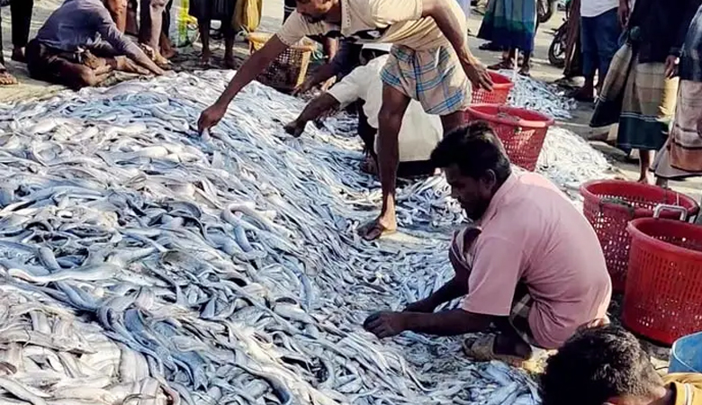 এক টানে জালে ১০৬ মণ ছুরি-ফাইস্যা মাছ, বিক্রি ৯ লাখে