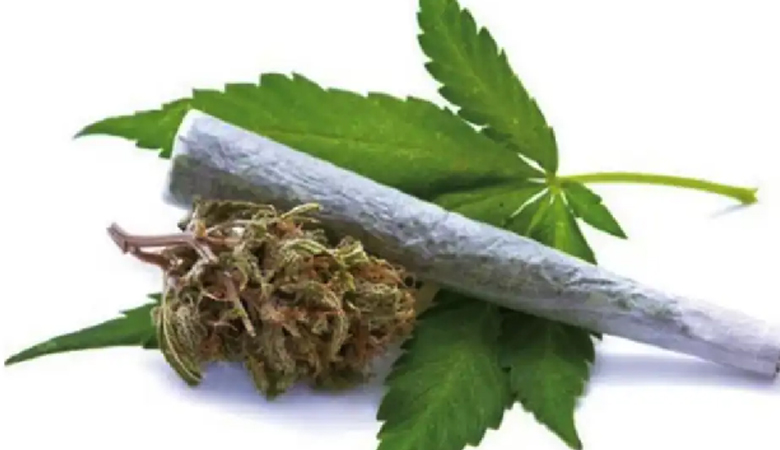 দেশে গাঁজাখোরের সংখ্যা ৬১ লাখ