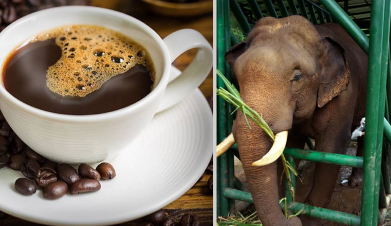 হাতির মল থেকে তৈরি হয় বিশ্বের দামি কফি