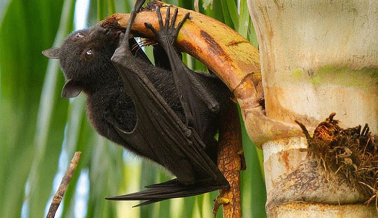 ভারতে ছড়িয়ে পড়েছে প্রাণঘাতী নিপাহ ভাইরাস, শঙ্কায় টি-টোয়েন্টি বিশ্বকাপ