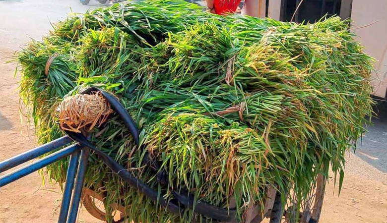 গম গাছে দানা হওয়ার আগেই পশুখাদ্য হিসেবে বিক্রি