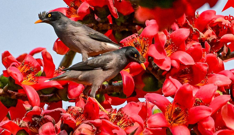 বসন্তের তাপমাত্রা নিয়ে আবহাওয়া অধিদপ্তরের বার্তা