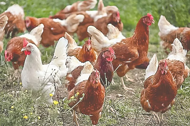 পোষা মুরগি মানুষের আবেগ অনুভব করতে পারে