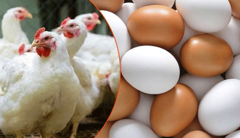 বাংলাদেশের মুরগি ও ডিম নেবে না সৌদি আরব