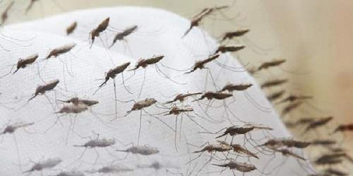 মশার উপদ্রবে অতিষ্ঠ নগরবাসী