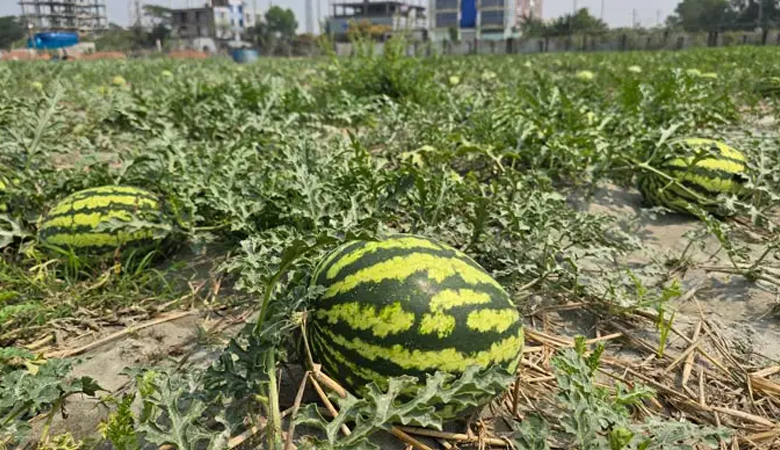 ২০০ কোটি টাকার তরমুজ বিক্রির আশা কলাপাড়ায়
