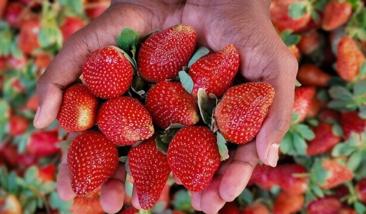 এবার স্ট্রবেরিতে ৭৫ কোটি টাকা বাণিজ্যের আশা