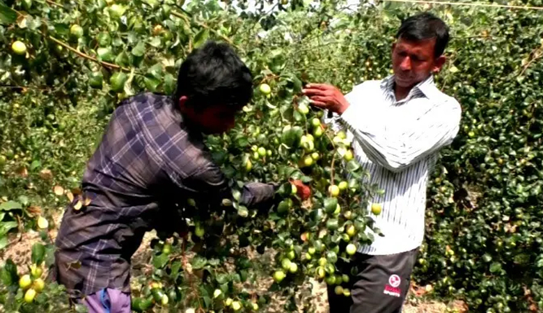 চাকরিকে না বলে বরই চাষে সফল দুই ভাই