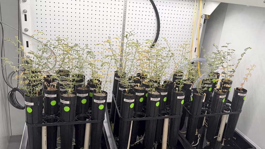 এবার ‘চাঁদের মাটিতে’ ফলল ছোলা, দাবি বিজ্ঞানীদের