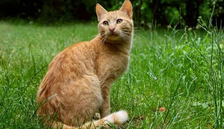 বিড়াল হত্যা করায় ৬ মাসের কারাদণ্ড ও জরিমানা