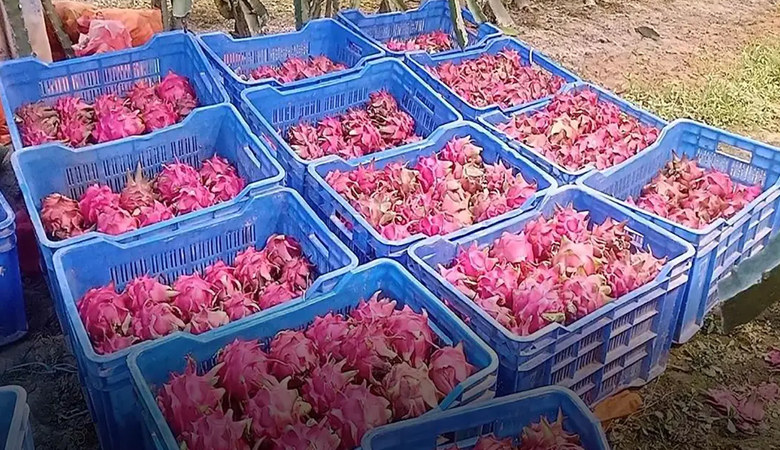 শার্শায় কৃত্রিম আলোয় ড্রাগন চাষে তিনগুণ ফলন