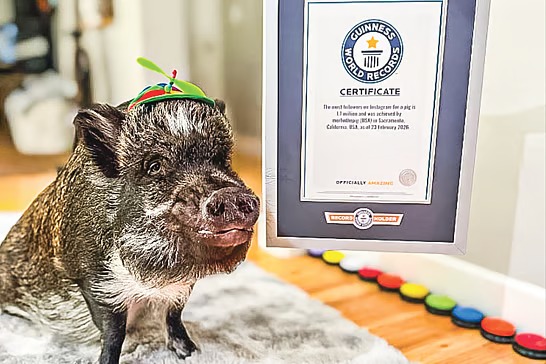 সবচেয়ে বেশি অনুসারী পাওয়া শূকর মেরলিনের রেকর্ড