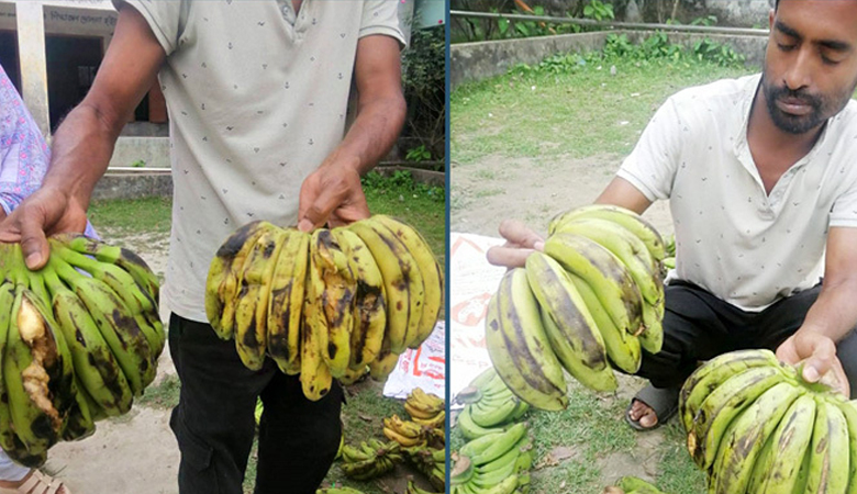 স্কুল ফিডিং কর্মসূচির শুরুতেই ছোট ডিম-পচা কলা