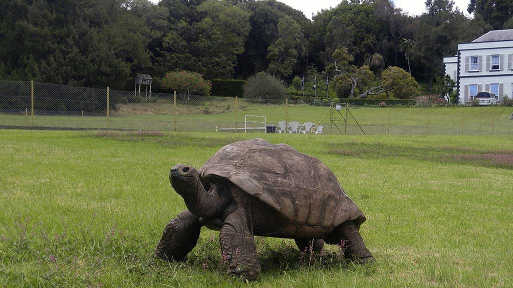 ভুয়া মৃত্যুর খবরে কচ্ছপকে ঘিরে প্রতারণা