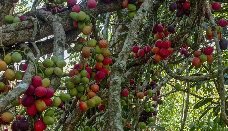 পাহাড়ি বুনোফল রসকো আপেলের চেয়েও দামি