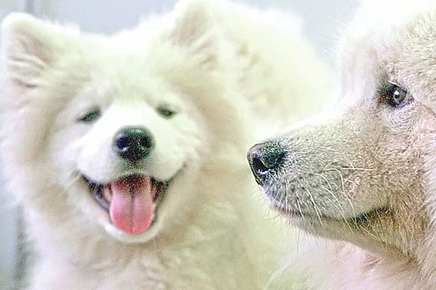 কুকুরছানার কিন্ডারগার্টেনে ভর্তিতে লাখ টাকা