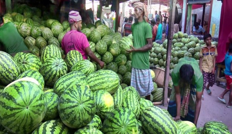খুলনাঞ্চলে তরমুজের ব্যাপক ফলন, ৭২৩ কোটি টাকার বাণিজ্যিক সম্ভাবনা