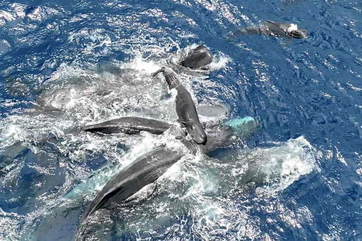 তিমির প্রসব সুরক্ষায় দলগত সহায়তার বিস্ময়