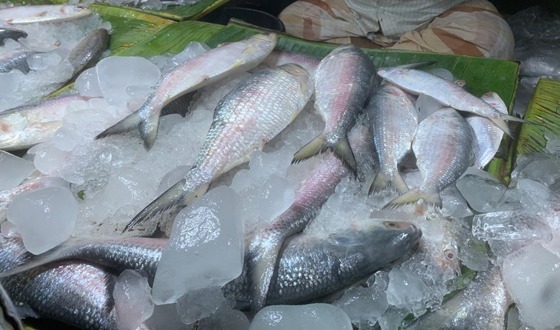 ইতিহাসের পথে ঐতিহ্যের ইলিশ