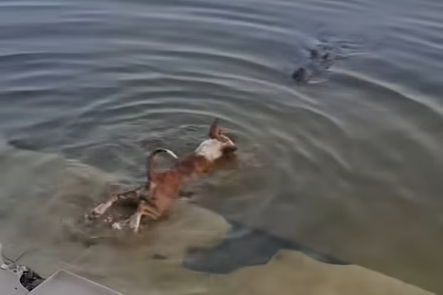 কুমিরের আক্রমণে কুকুরের মৃত্যু নিয়ে তদন্ত