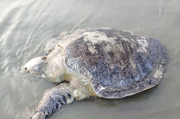কুয়াকাটায় আবারো ভেসে এলো মৃত মা কচ্ছপ