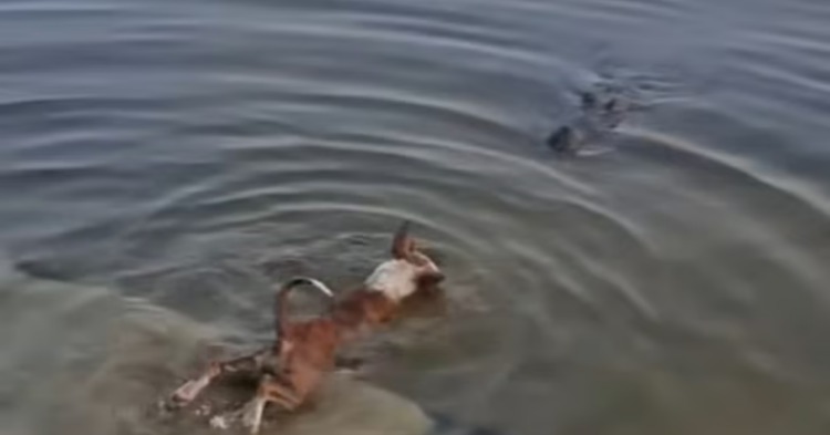 কুকুরটি জলাতঙ্কে ভুগছিল, ইচ্ছাকৃতভাবে কুমিরের মুখে দেওয়া হয়নি: তদন্ত কমিটি