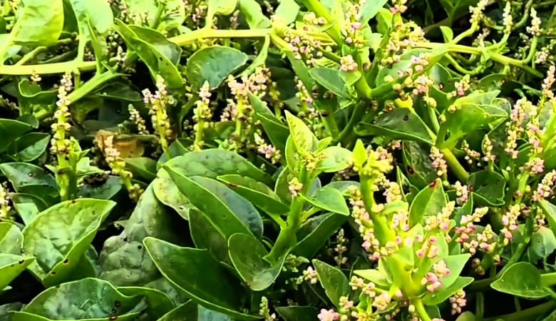 মেহেরপুরে পুঁইশাকের বীজ উৎপাদন করে লাভবান হচ্ছেন কৃষকরা