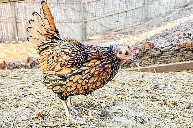 বিশ্বের সবচেয়ে বেশি বয়সী মুরগি যুক্তরাষ্ট্রের গার্টি