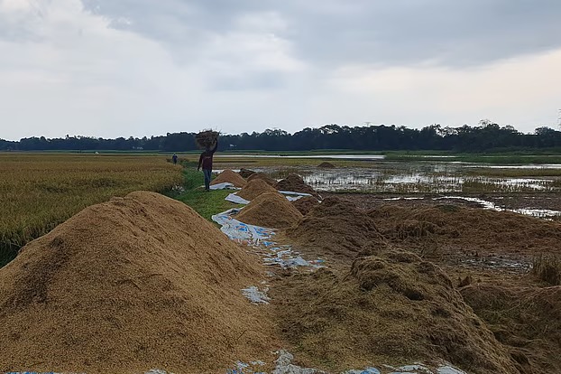 হাওরের ধান পচে গেছে, কৃষকেরা খাবেন কী