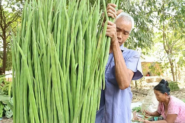 শজনের নির্যাসে পানিশোধনে নতুন সম্ভাবনা