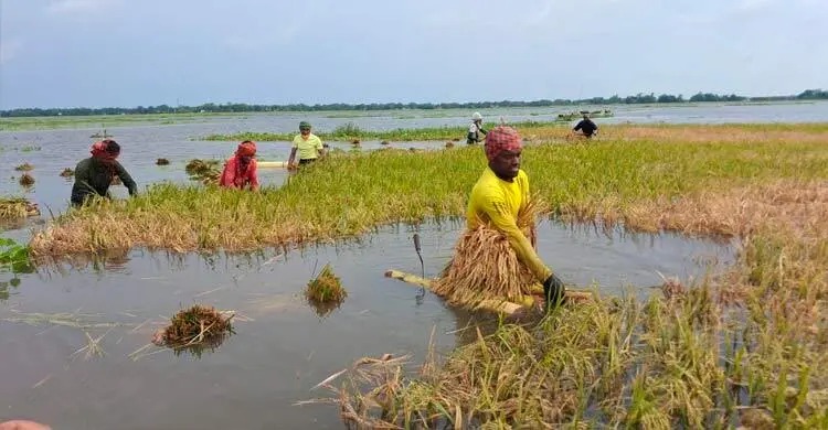 নেত্রকোনায় বৃষ্টি ও ঢলে ৩১৩ কোটি টাকার ফসল ক্ষতি