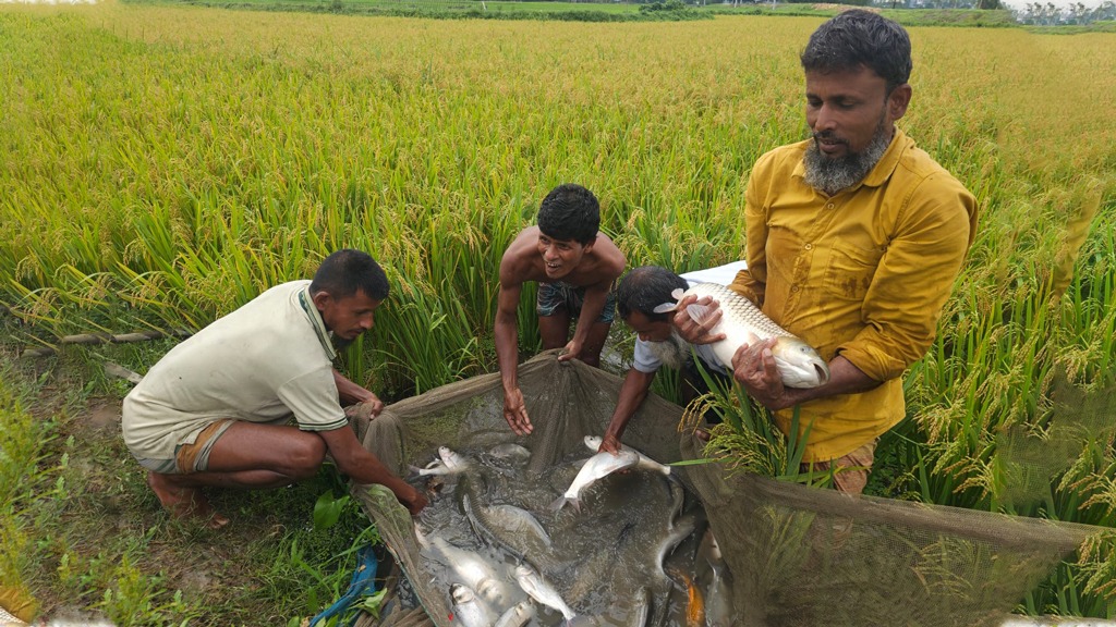 ধানখেতে মাছ চাষের গুরু গোলজার বদলেছেন ভাগ্য