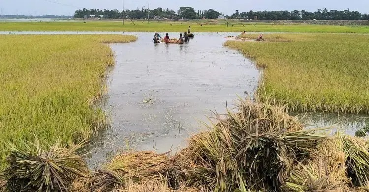 প্রকৃতি কেড়ে নিয়েছে হাওরপাড়ের কৃষকের হাসিসহ বাঁচার শক্তি