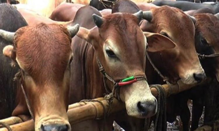 রাজধানীর ২৭ স্থানে বসছে কোরবানির পশুর হাট