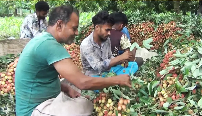 নড়াইলের এক গ্রামে ২ কোটি টাকার লিচুর বাজার
