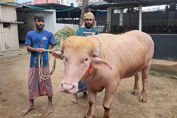 গোলাপি মহিষ ‘ডোনাল্ড ট্রাম্প’ ঘিরে কৌতূহল