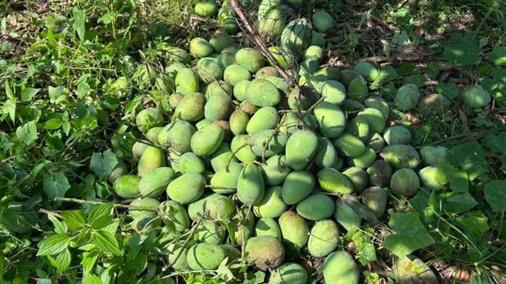 রাজশাহীতে গুটি আম সংগ্রহ শুরু