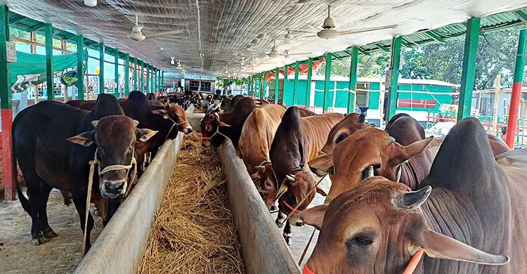 চার বন্ধুর পাঁচ গরু থেকে চারশো কোরবানির গরু লক্ষ্য
