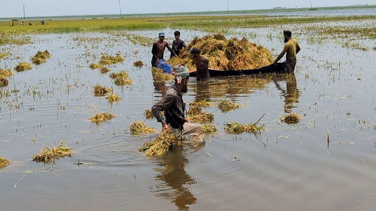 আগাম বর্ষণ, নিঃস্ব কৃষক ও জলবায়ুর অশনি বাস্তবতা