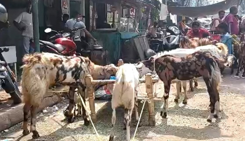 কোরবানিতে কড়াকড়ি, বাড়ছে দুম্বার চাহিদা