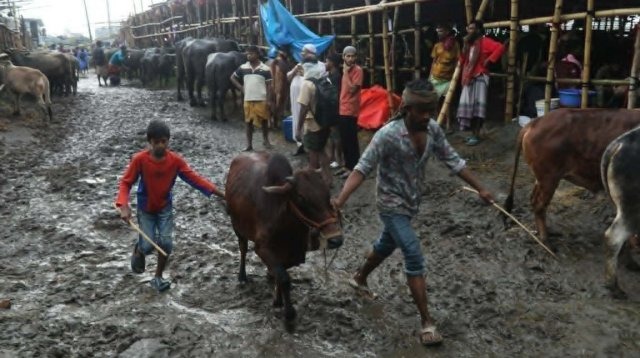 কাদা-ভিড়ে বিপর্যস্ত গাবতলী পশুর হাট