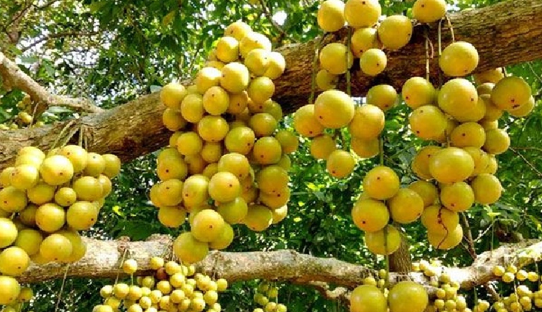 লটকন: সুস্বাদু ফল, পুষ্টিগুণে ভরপুর