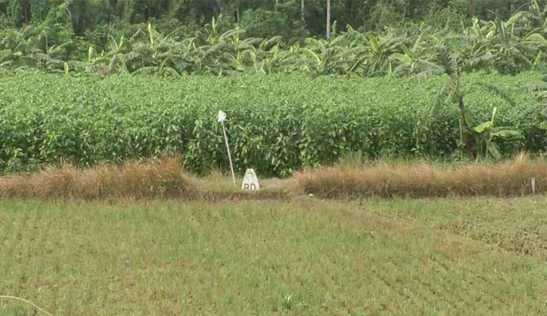 সীমান্তে ১১ জনকে পুশ ইনের চেষ্টা রুখে দিয়েছে বিজিবি
