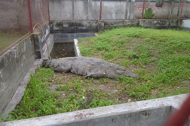 ১৯ দিনেও খাবার খায়নি মাজারের সেই কুমির