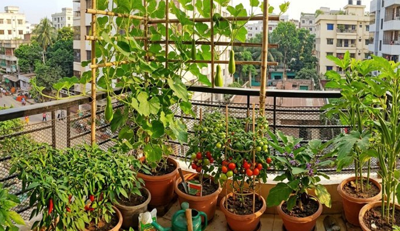 বর্ষায় বারান্দার টবেই চাষ করুন টাটকা সবজি