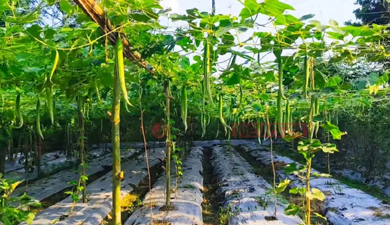 মালচিং প্রযুক্তিতে বদলাচ্ছে বাবুগঞ্জের সবজি চাষ